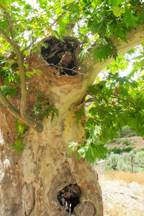 Petrakis Cretan Homes กิสเซมอส ภายนอก รูปภาพ
