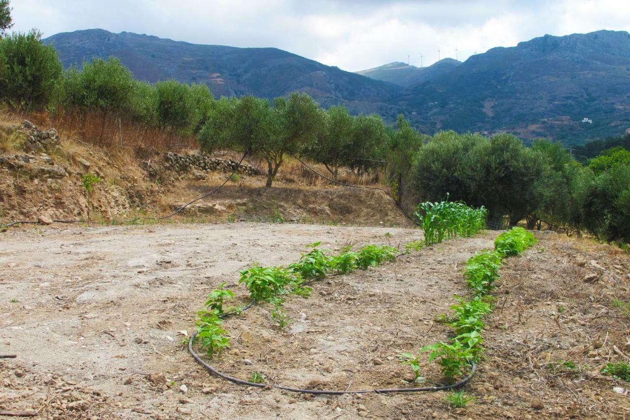 Petrakis Cretan Homes กิสเซมอส ภายนอก รูปภาพ
